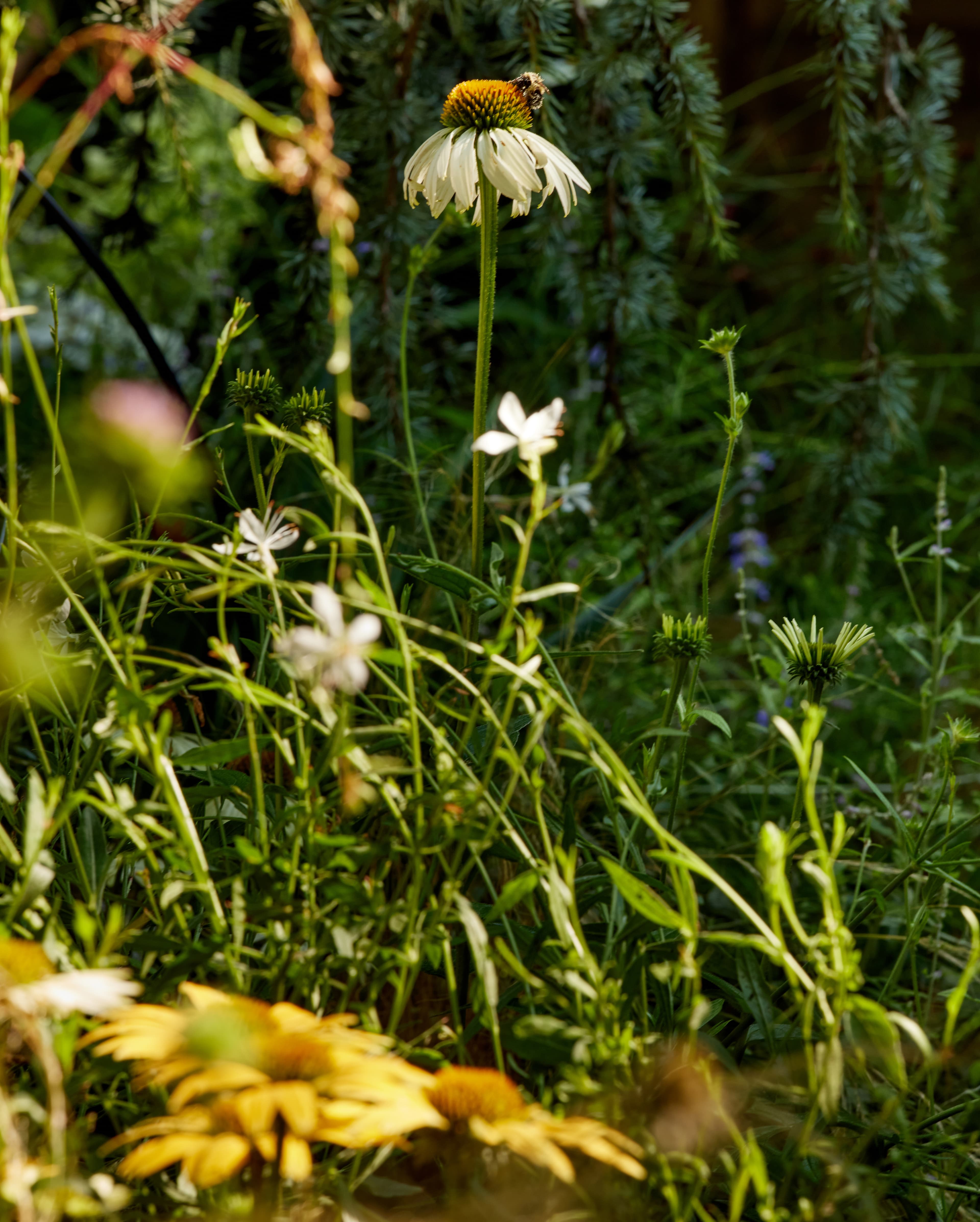 A bumblebee on a white coneflower in a vibrant backyard landscape