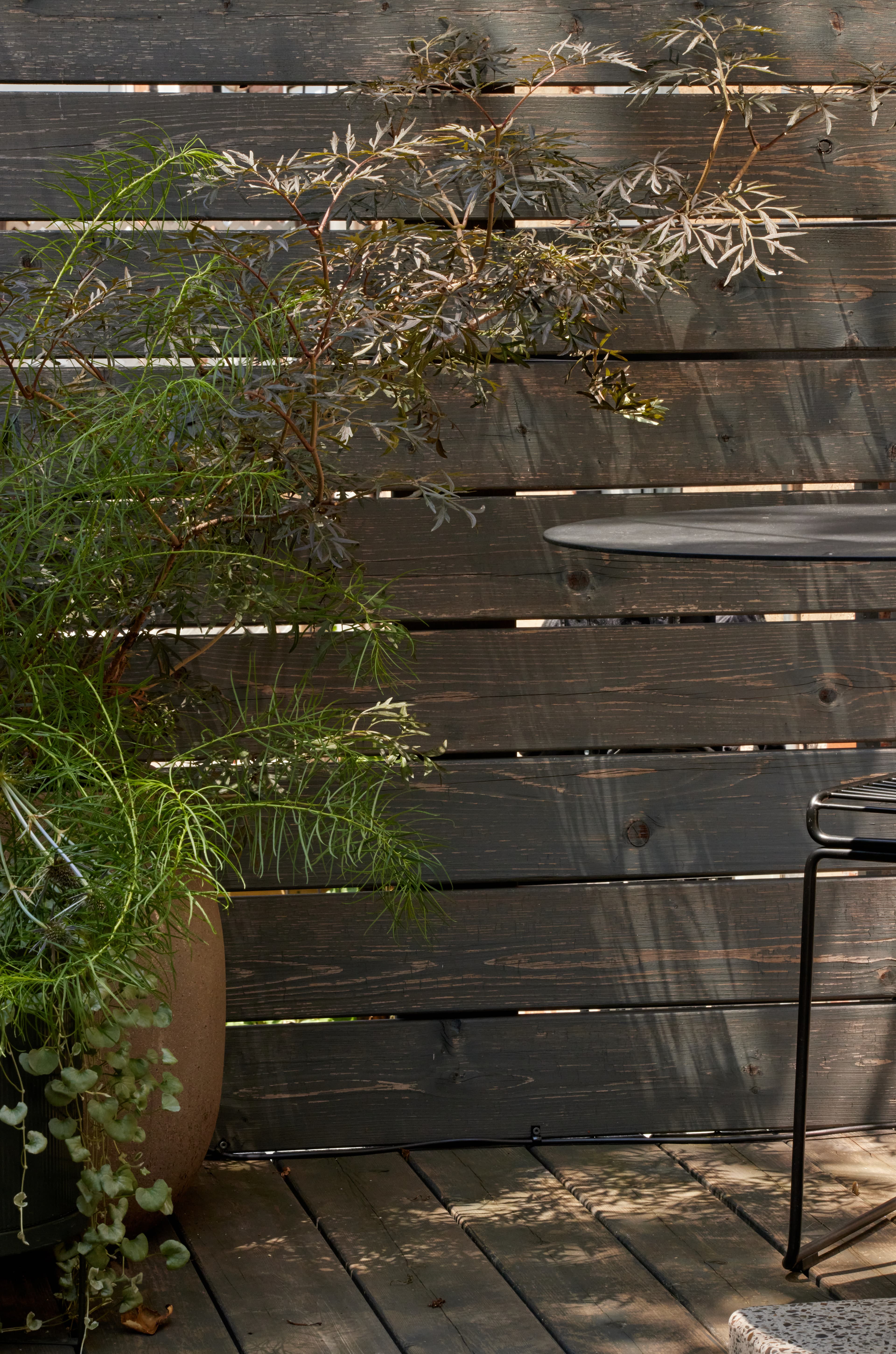 Cut-leaf elderberry foliage arching over a slatted wood fence beside a potted plant on the deck in a Brooklyn backyard landscape