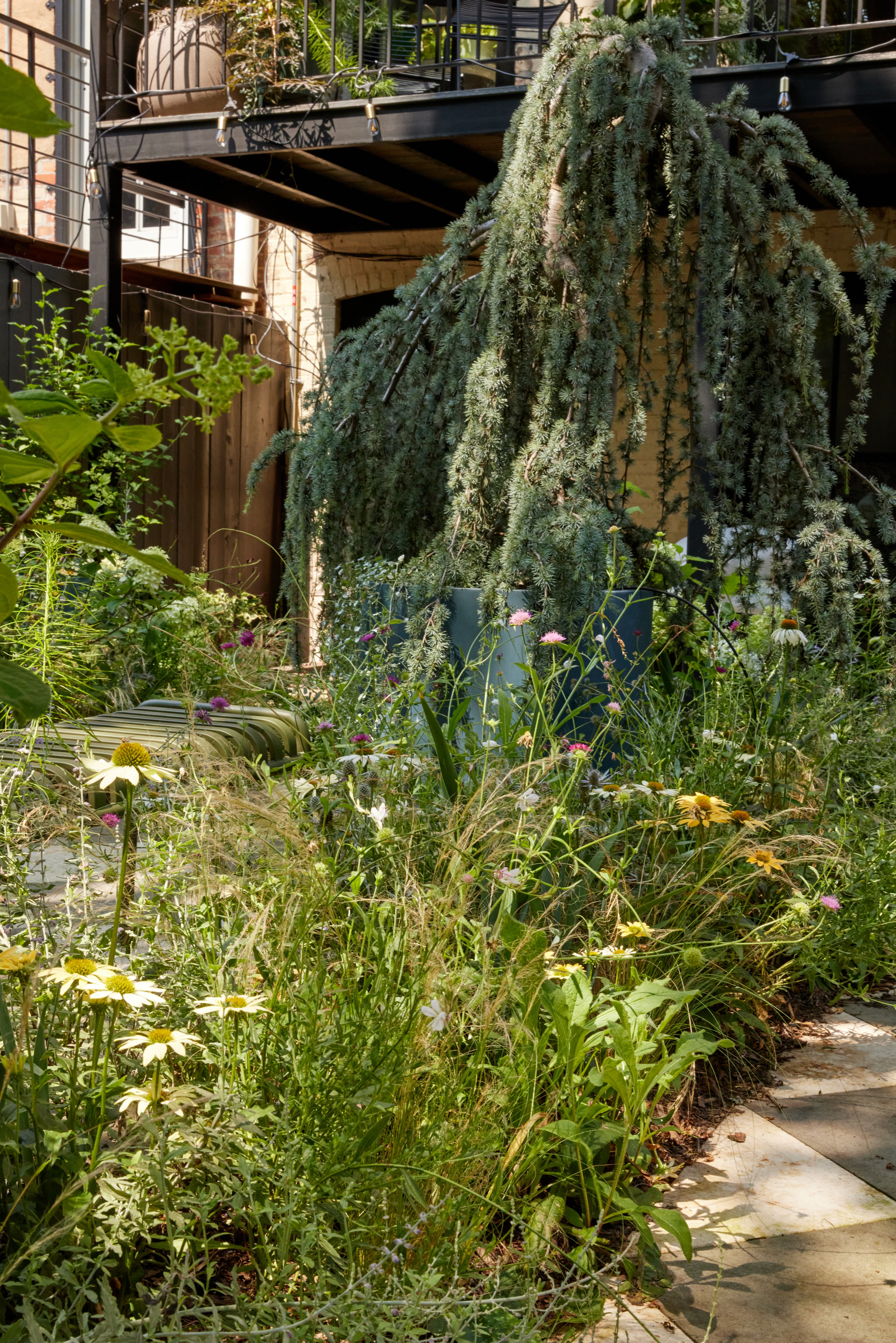 Meadow-style planting bed with coneflowers, scabiosa, and grasses beneath a weeping blue cedar and raised deck in a Brooklyn landscape garden