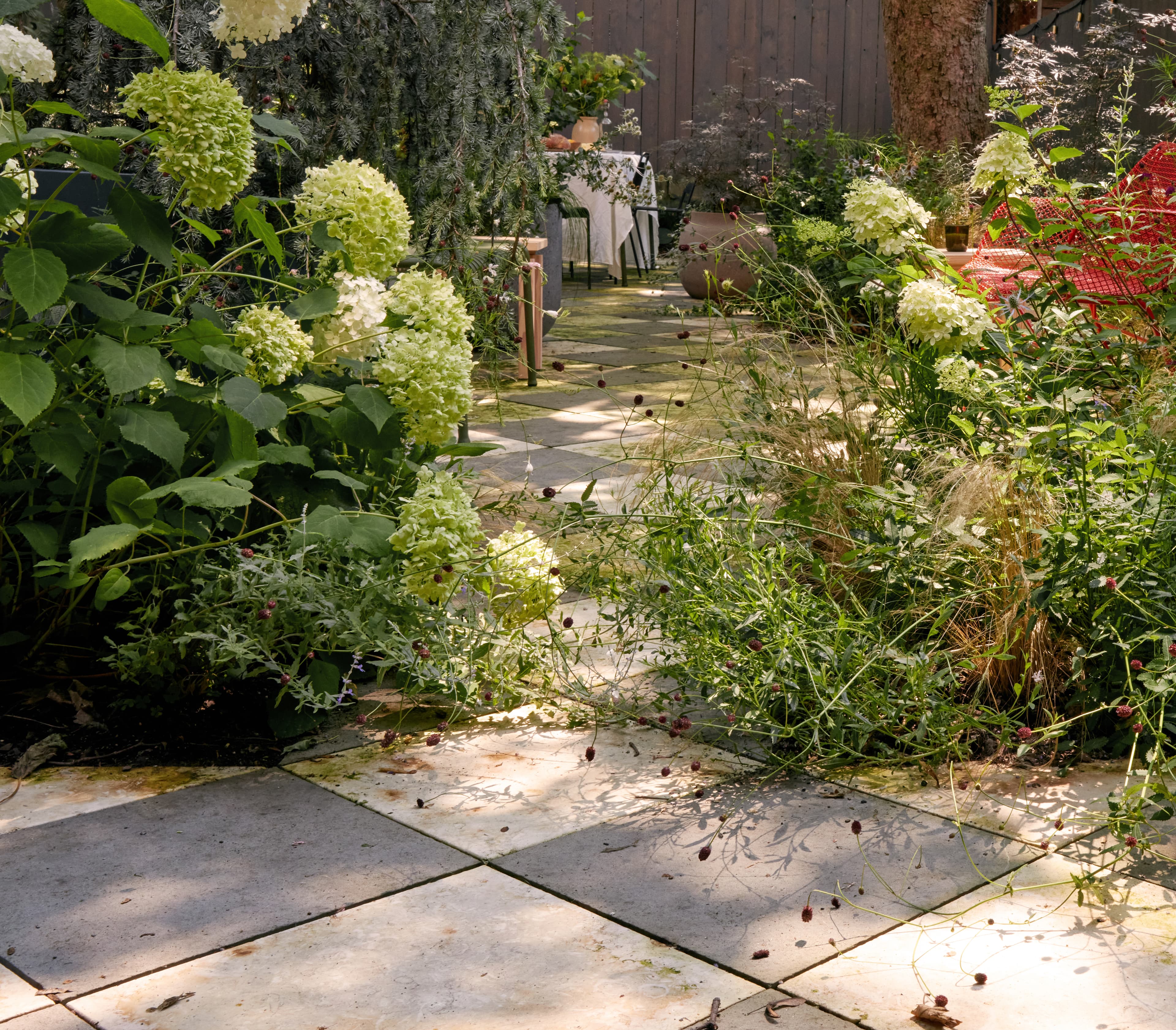 Bluestone path flanked by limelight hydrangeas and burgundy sanguisorba leading to the dining table and a red mesh chair