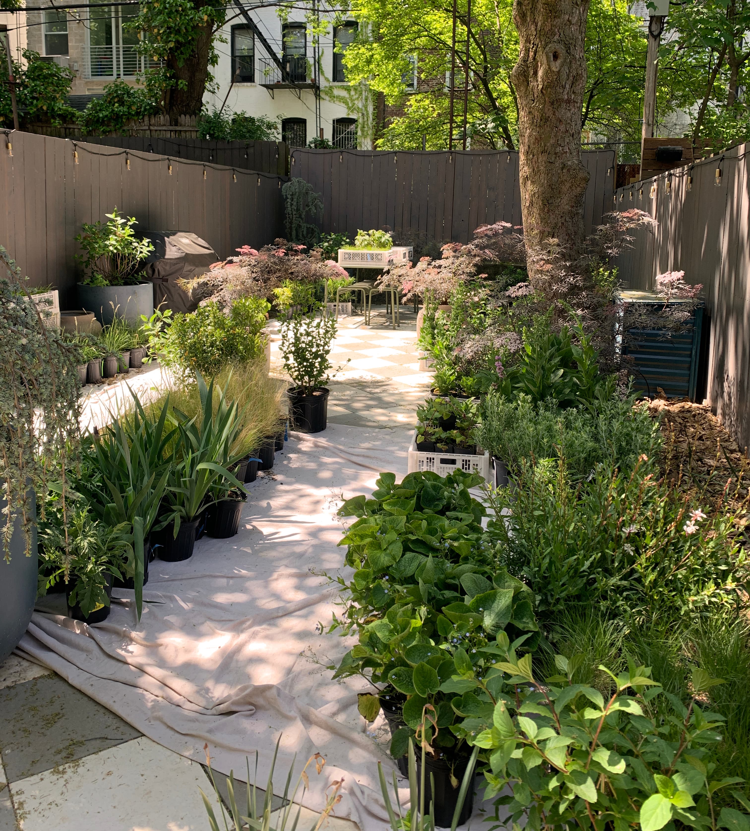 Wider installation shot of the whole Brooklyn backyard mid-planting with dozens of potted plants laid out on a drop cloth beneath a mature tree