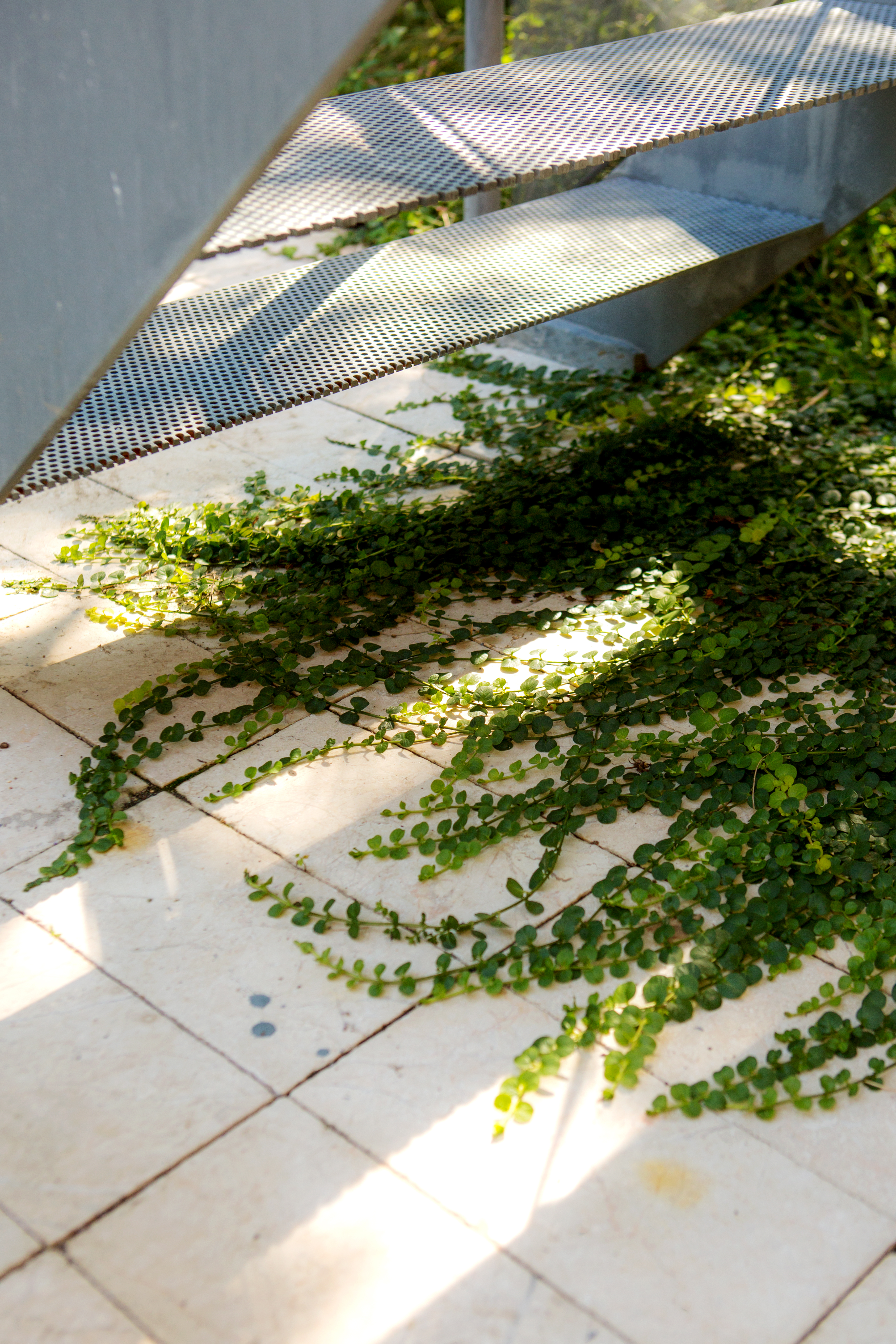 Creeping groundcover spreading across serrated limestone pavers beneath a reflective perforated metal stair