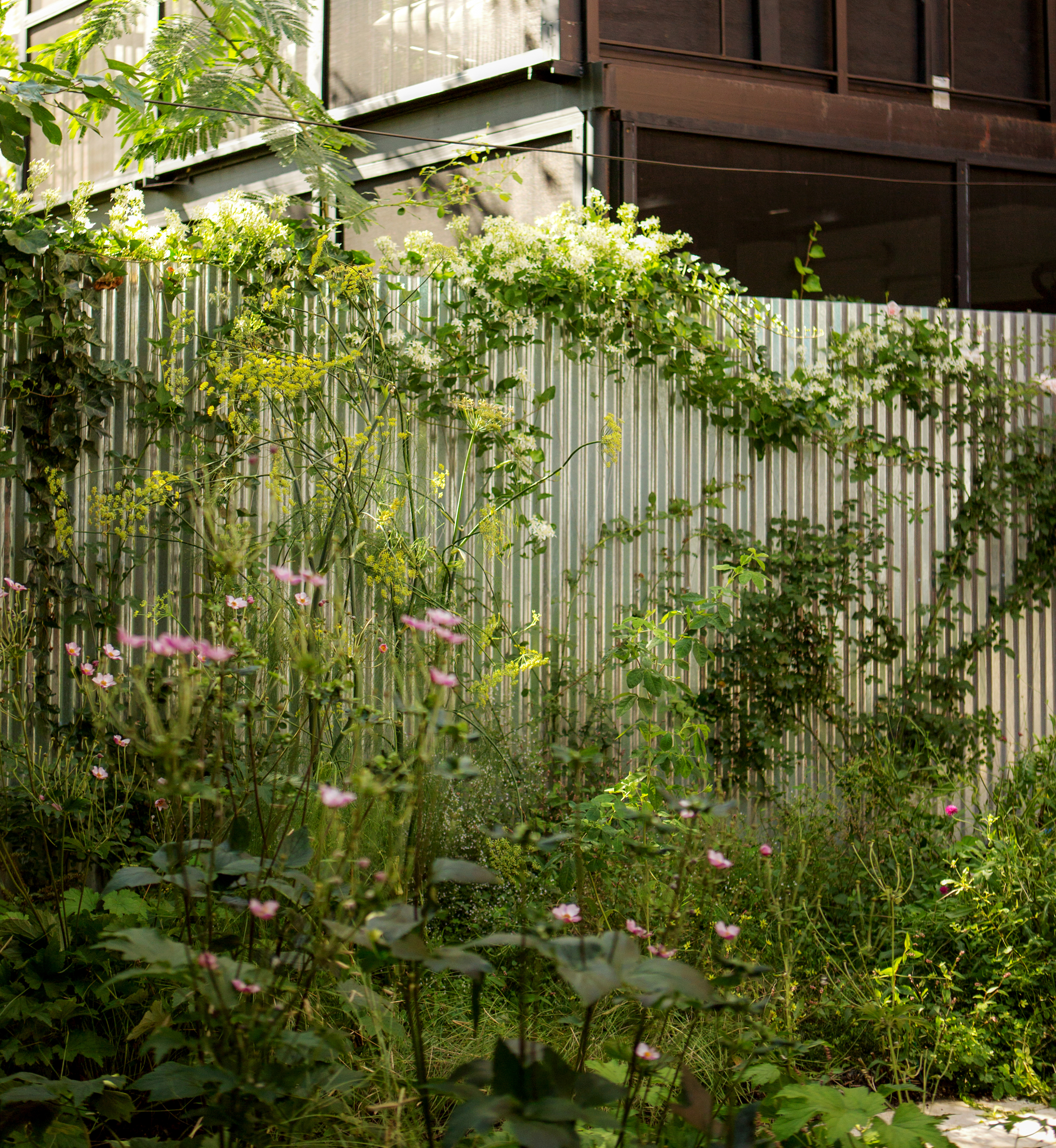 Frothy palette of pink anemone, fennel, and climbing hydrangea spilling over a reflective corrugated metal fence