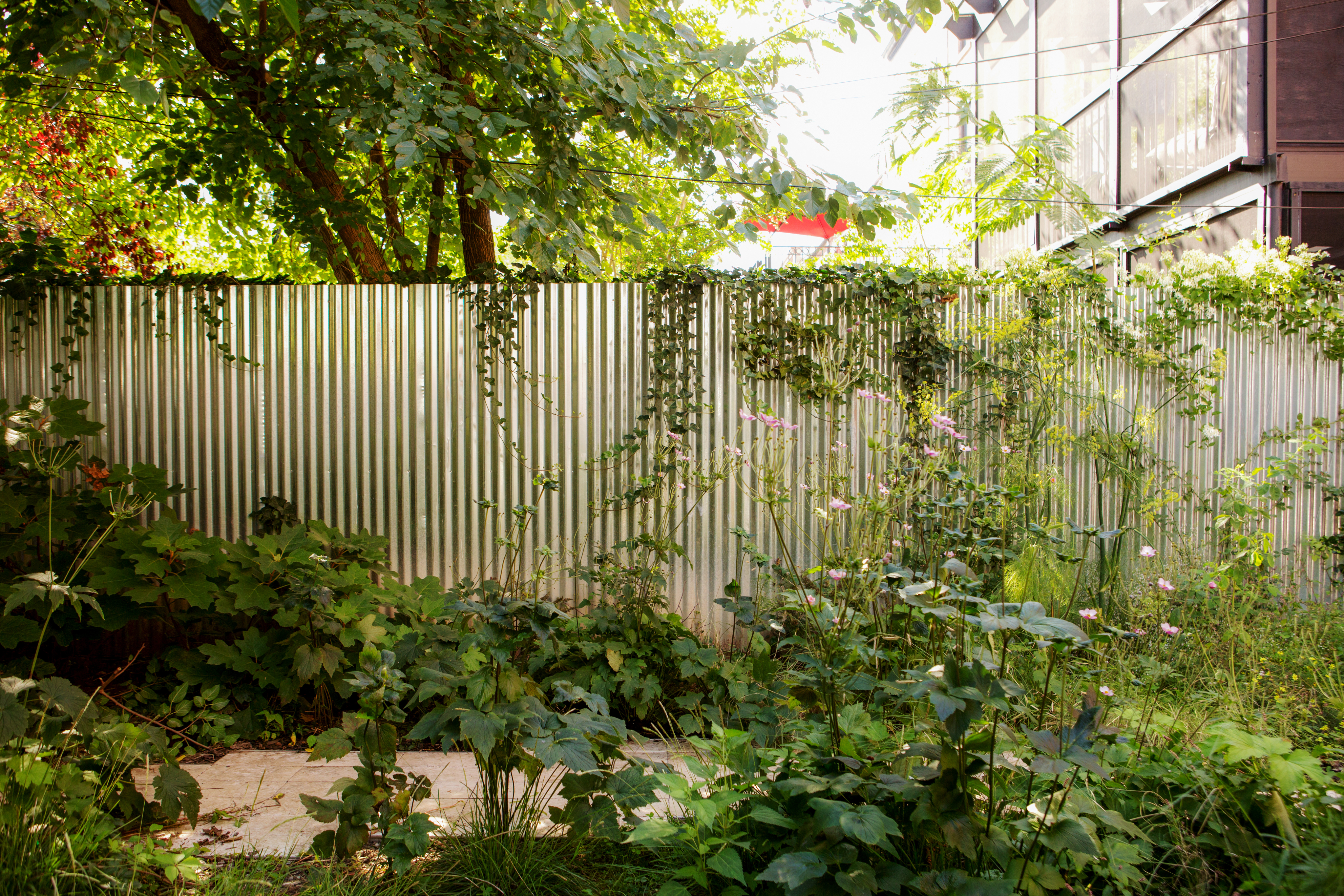 Frothy border of white hydrangea, pink anemone, and fennel against a reflective corrugated metal fence beneath a fig tree