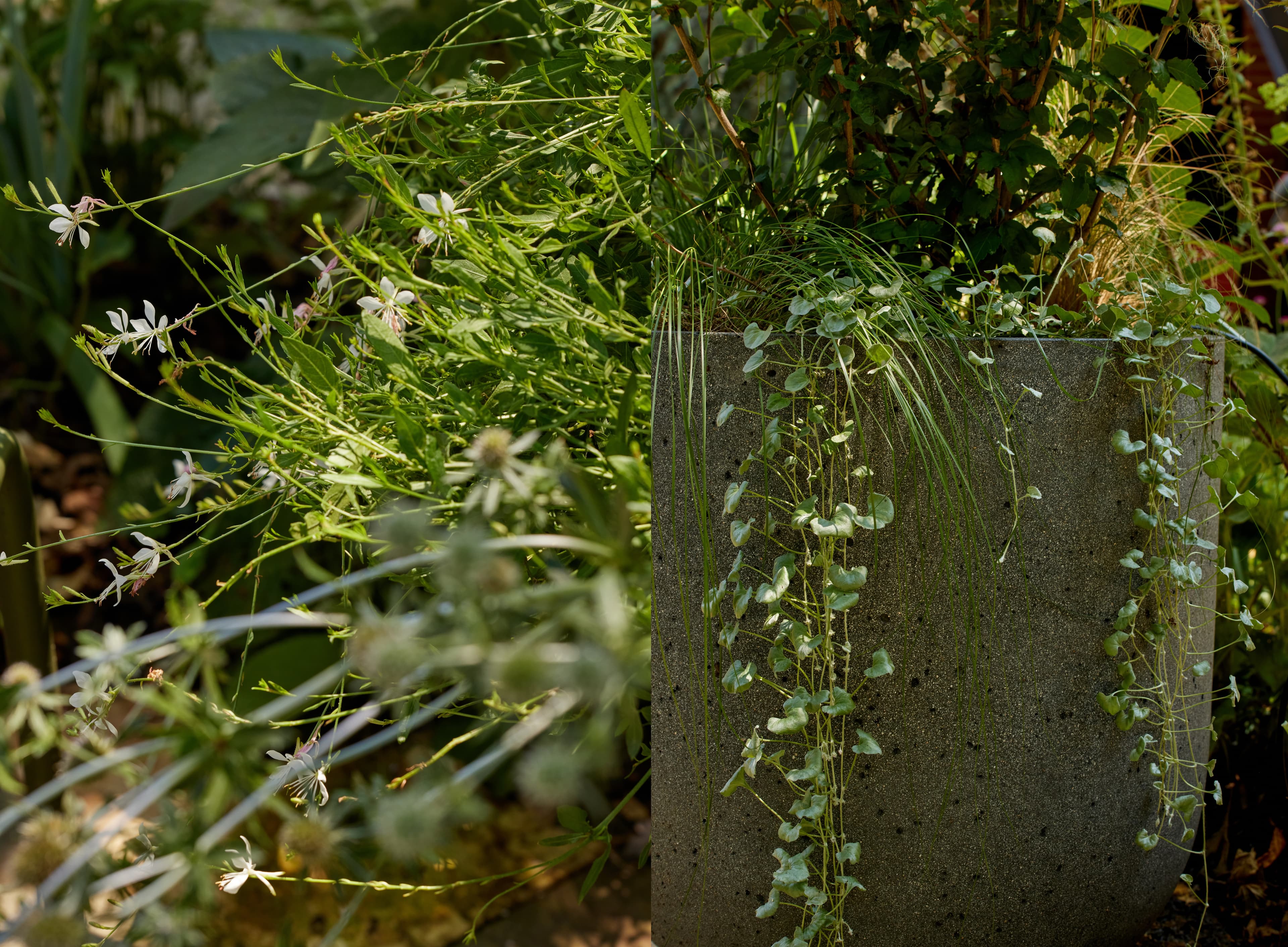 Gaura and dichondra overflowing in a concrete planter in a Brooklyn brownstone backyard