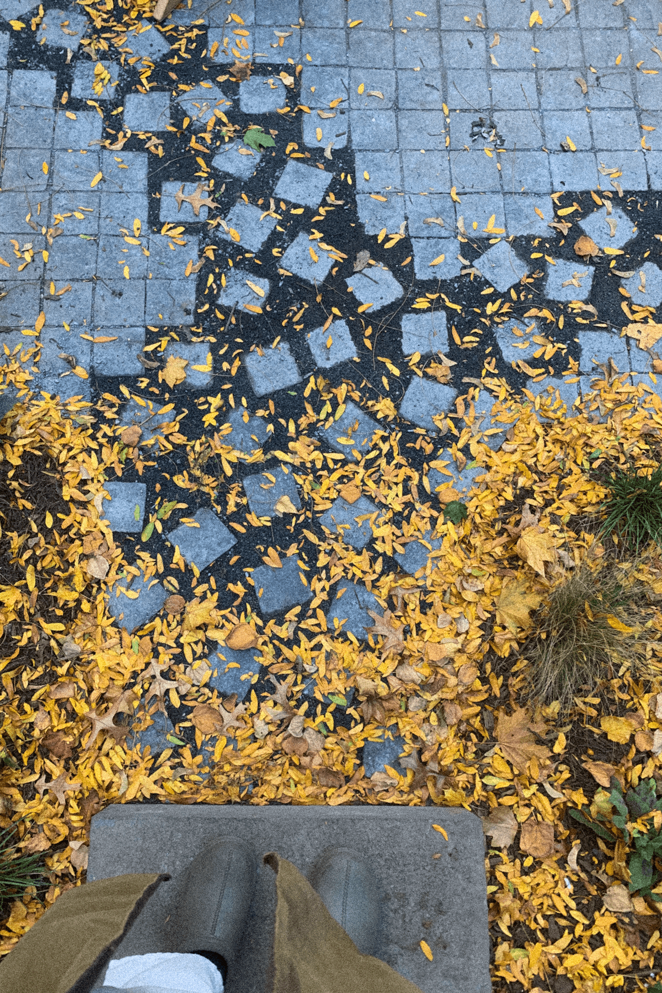 Autumn view of the scattered basalt cobble paving dissolving from its grid, strewn with golden fallen leaves