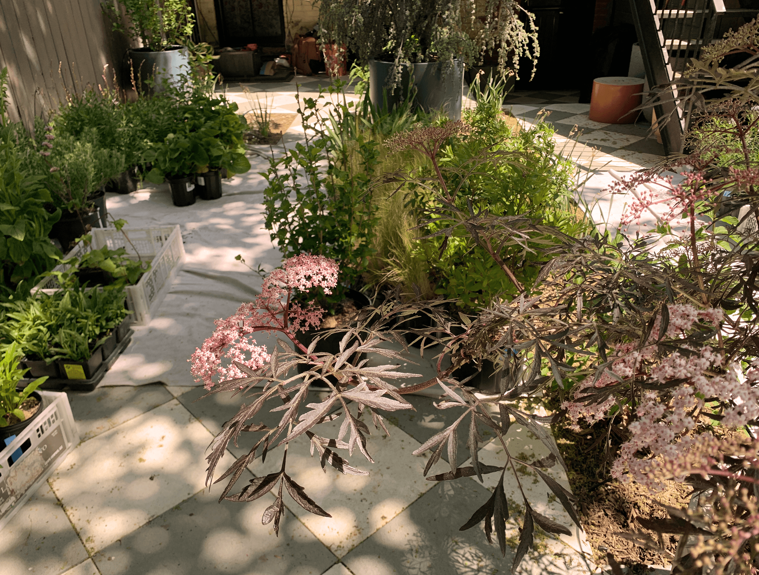 Installation in progress with nursery pots and flats of plants including black elderberry and herbs staged on the checkerboard paving before planting